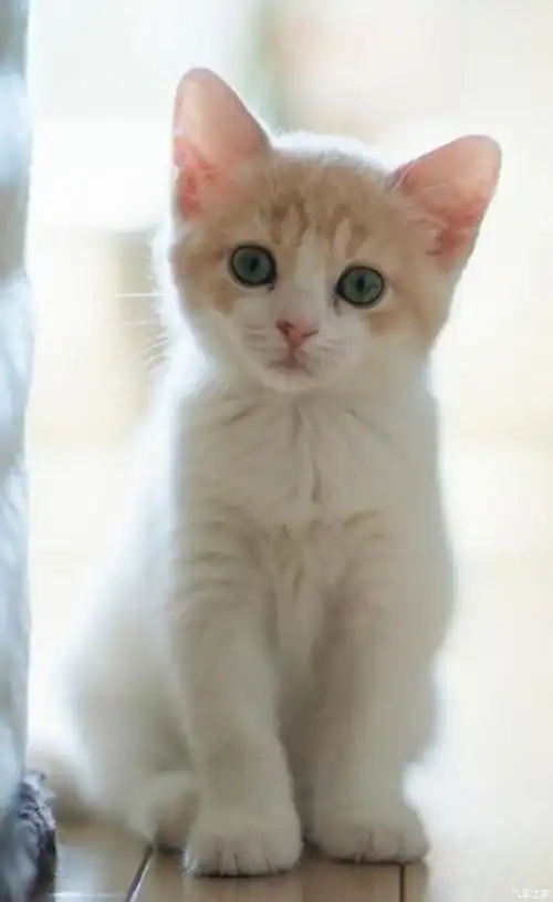 前有大狗后有欧拉猫各位觉得猫怎么样?