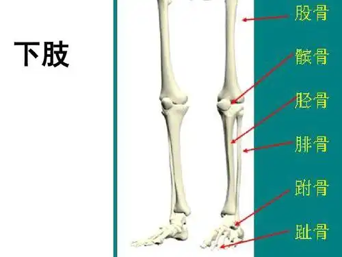 青岛版小学科学三年级下册《骨骼》课件ppt