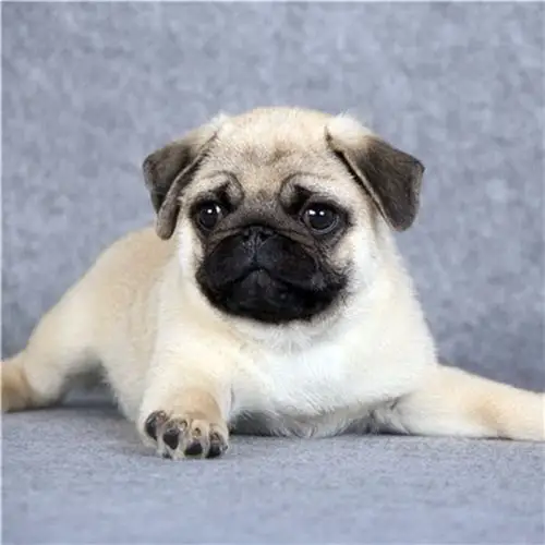 官方保障|纯种巴哥犬 包健康好养.购买签协议.疫苗齐全