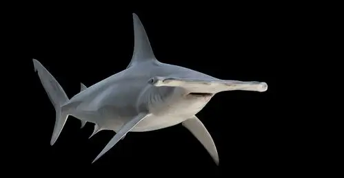 hammerhead shark