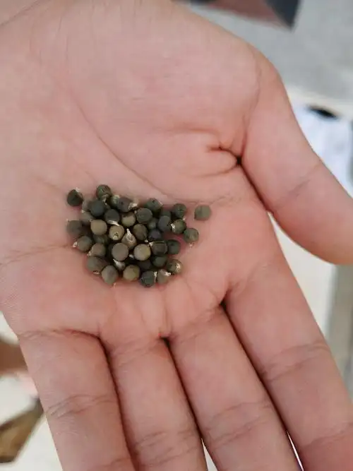 这个是秋葵种子