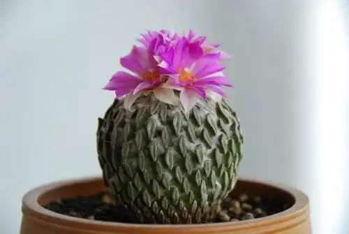 仙人球开花真的太美了