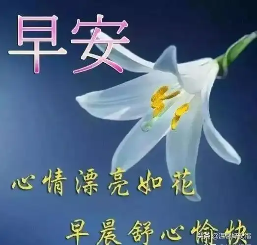 经典早安幸福慰问鲜花图片问候语,春天清晨早上好祝福语句