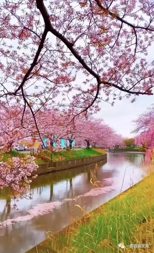 浪漫樱花季,这些最美樱花图,看后你一定会心动!