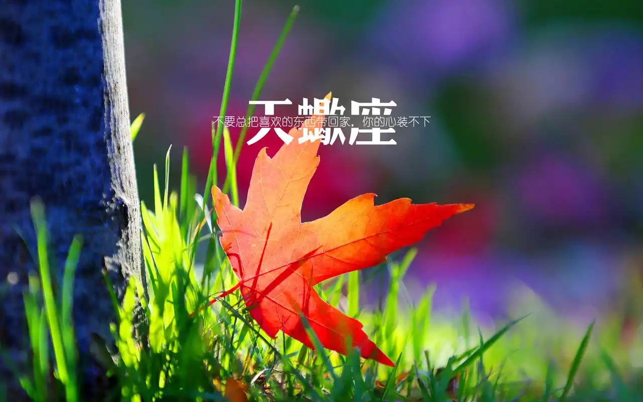 天蝎座简约文字唯美小清新图片桌面壁纸