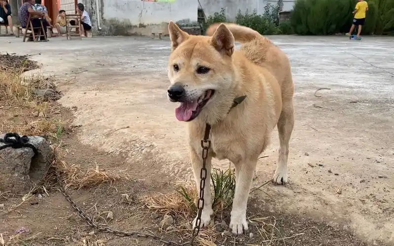 路边遇到一条极品的五短母狗,像这样的老版土猎犬越来越少见了_哔哩