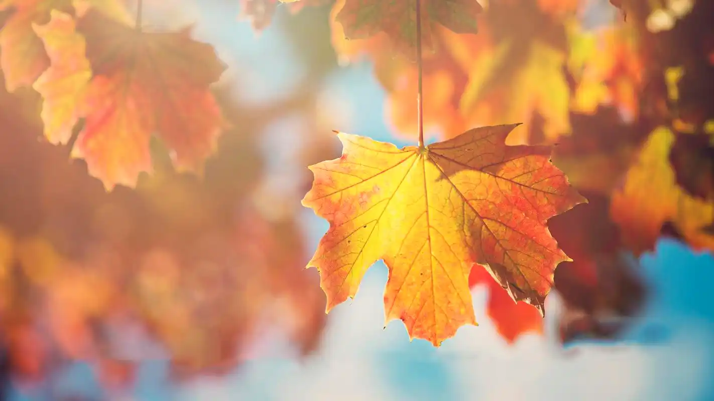 秋天落叶唯美高清电脑桌面壁纸图片