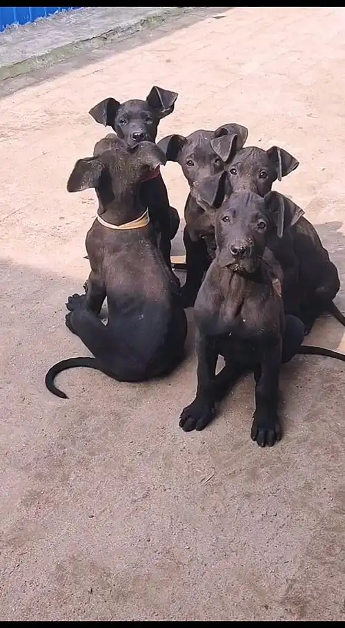 黑狼犬#黑狼犬幼犬一只多少钱?