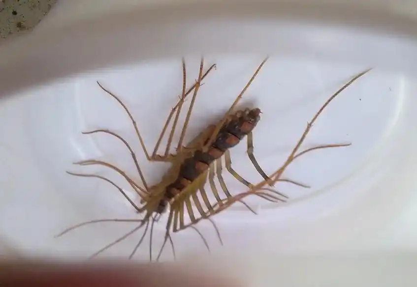 怎样彻底消灭家里的蚰蜒