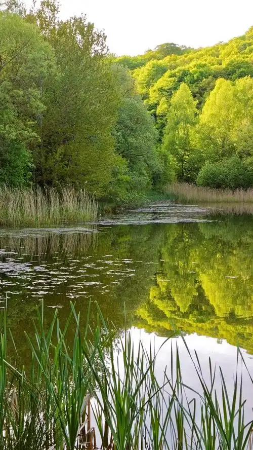 池塘树木绿色水反射5k