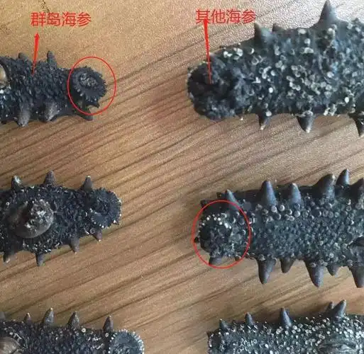 怎么辨别海参买的是真是假防止被骗