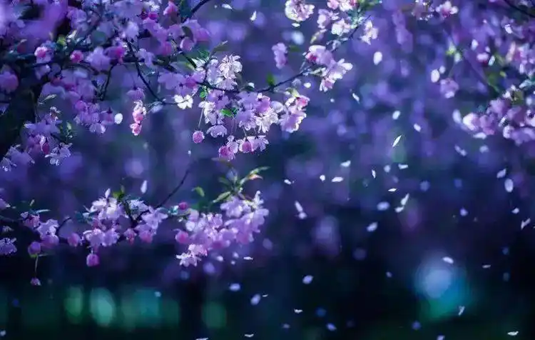 地上的花,也可以拍正在风中飘落的花瓣,可以给观众营造出很唯美的意境