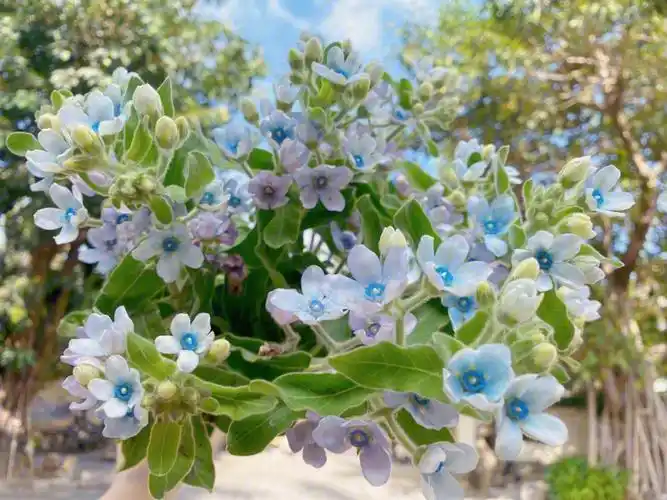 91美朵|识花谱蓝星花97颜值高的淡蓝紫色小花,配