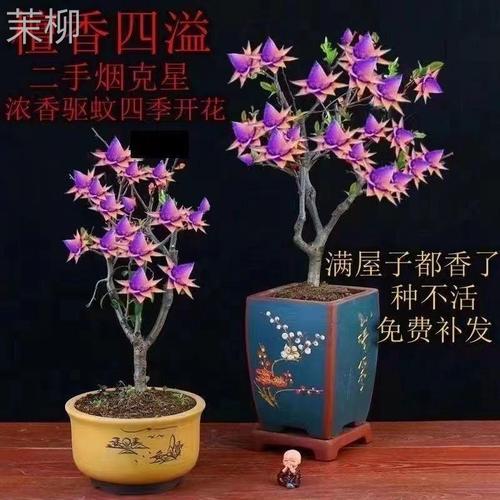 天然檀香苗聚财纳福金莲花苗盆栽花卉南北方室外种植耐寒驱蚊防虫