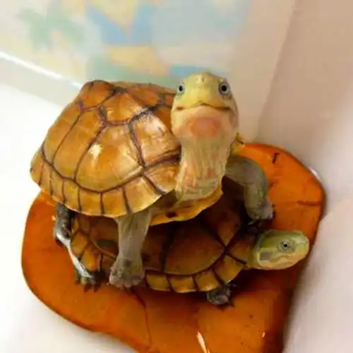 纯种金钱乌龟正宗观赏龟招财皖南三黄小青龟苗宠物小大龟活物