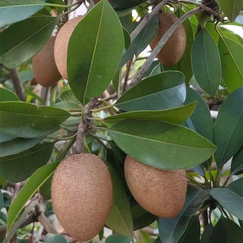 人心果树树苗珍贵庭院盆栽南方南方人人参果四季果树