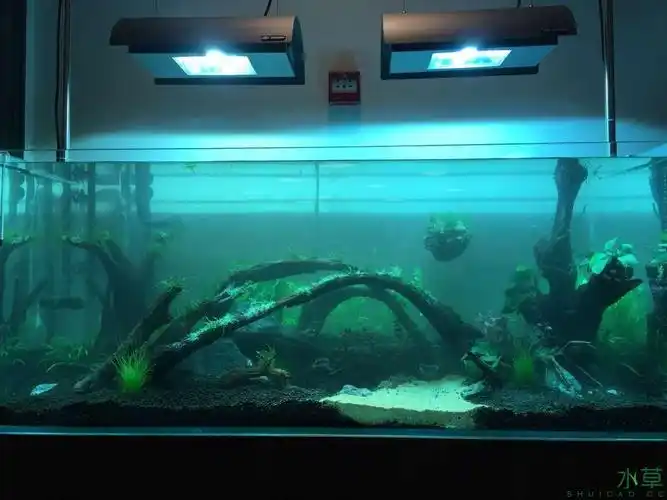 水草造景1米2的新缸水草缸拱桥主题