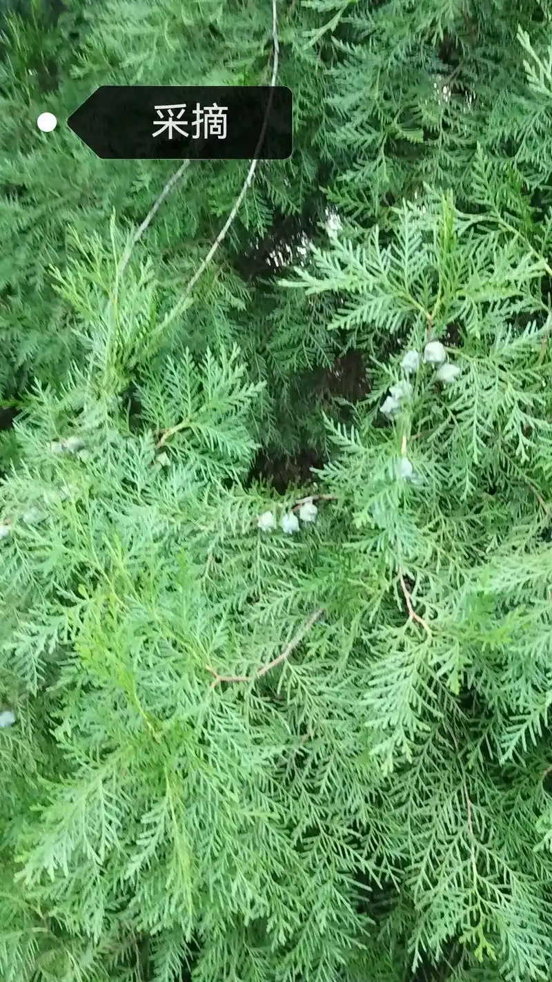 柏树籽香制作,从采摘到成品,历时一个多月时间,要的不是结果, - 抖音