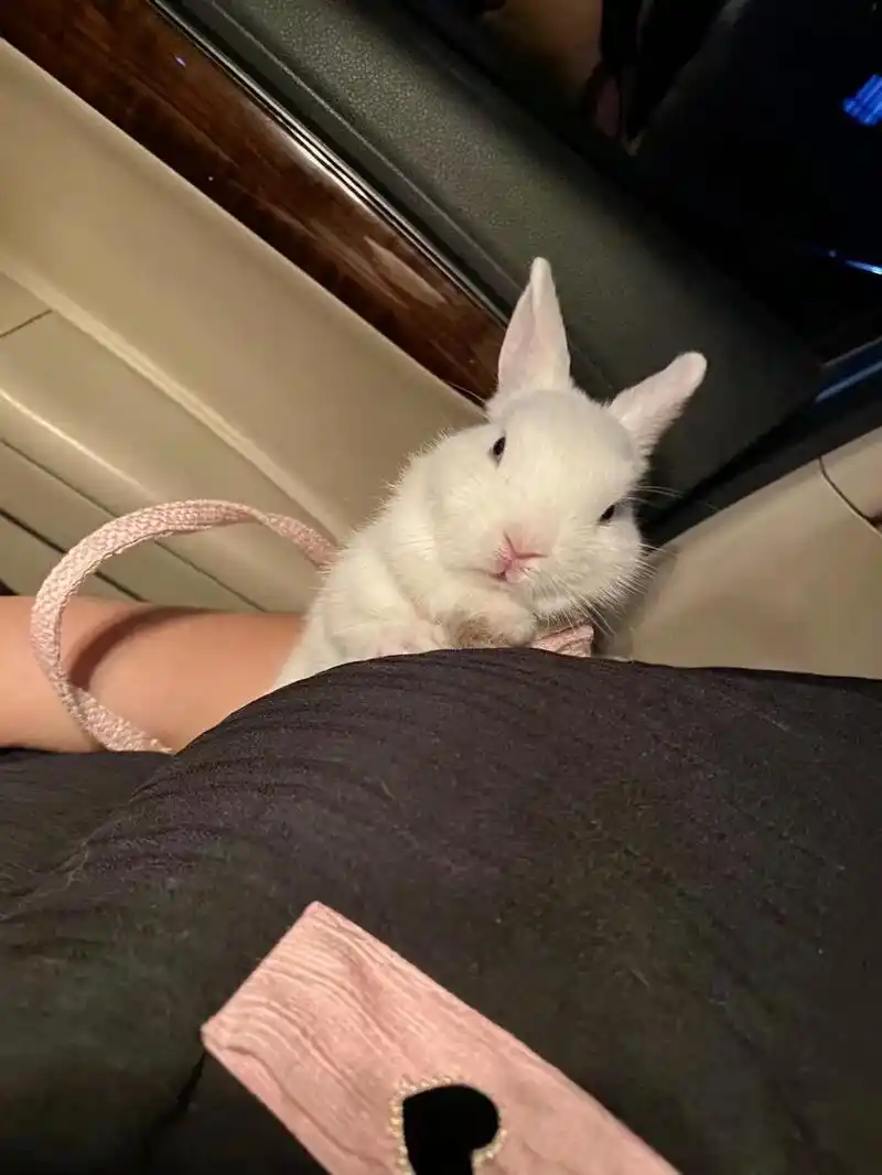 搞笑兔.这么可爱的兔兔不决定养一只嘛 搞笑兔的日常照片合集# - 抖音