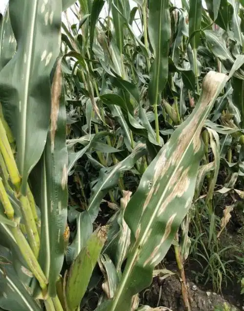 玉米大斑病