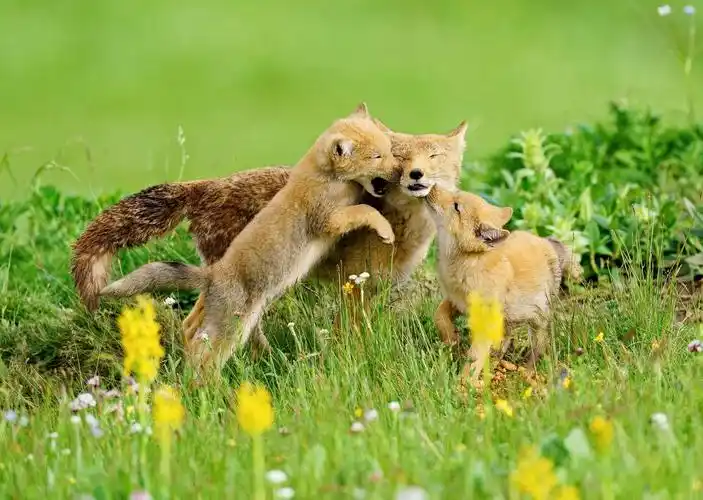 万类霜天竞自由——四川阿坝州珍稀动物增至142种