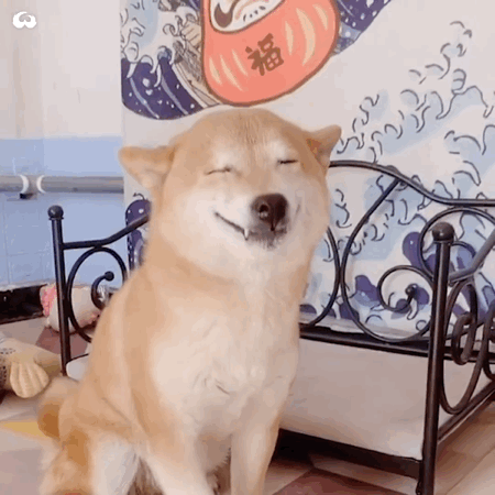 为了搞清楚狗子在家干什么主人悄悄装了个摄像头