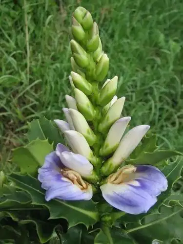 民间草药老鼠簕