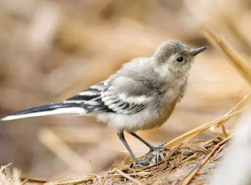 白鹡鸰幼雏 - 辽宁版 liaoning 鸟网
