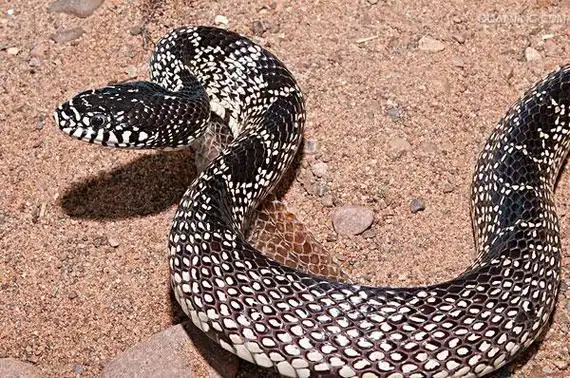 a href="#" data-lemmaid="1518435">王蛇属 /a>(学名:lampropeltis)