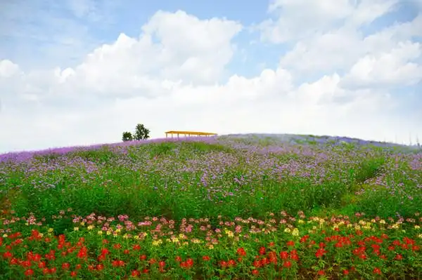 三圣乡七彩田野图片