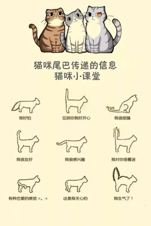 猫咪15种行为解读|给我一篇文章的时间,让你学会喵语!