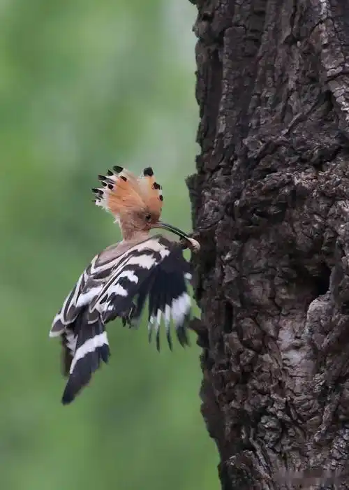 戴胜是戴胜啄木鸟是啄木鸟两者区别还是很大的