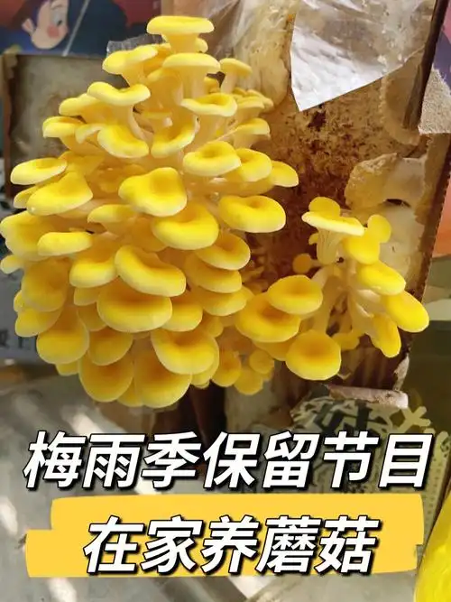 历时一周,黑平菇,白平菇,秀珍菇,榆黄菇四兄弟中终于有个优秀生长大啦