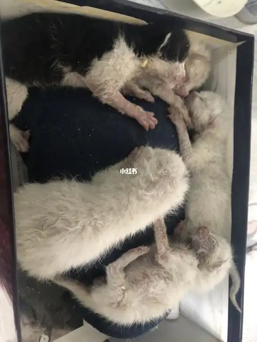关于捡到一窝刚出生浑身蛆虫的小奶猫