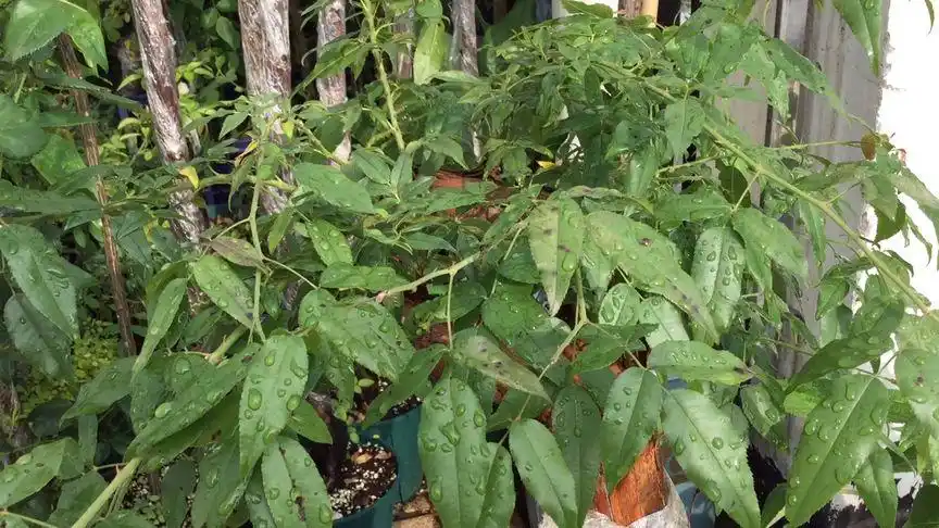 山木香种植很难成活吗?做好我说的这两点想不成活都难.