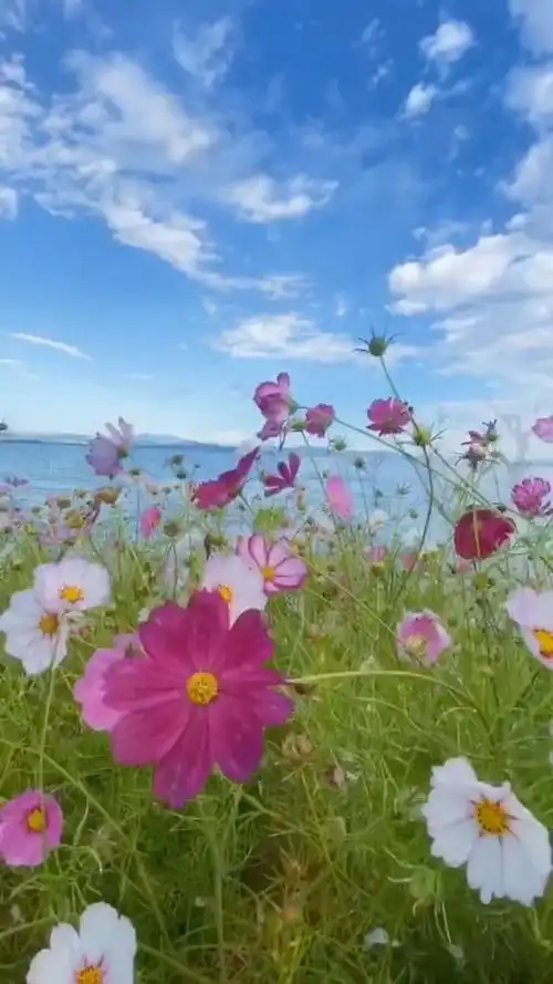 泸沽湖畔的蓝天白云和格桑花海.