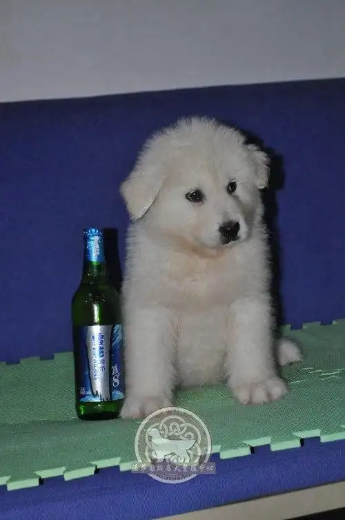 待售纯白色阿拉斯加幼犬dd10 - 温莎国际名犬俱乐部