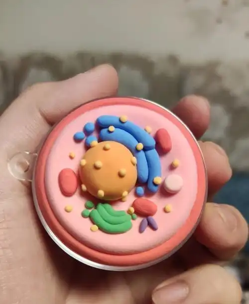 应老师的意愿给她捏的,超喜欢哈哈哈哈#生物细胞模型  #超轻粘土