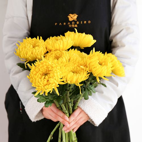 清明节祭祀菊花鲜花黄白菊大朵直批云南基地直发新鲜扫墓散装花束