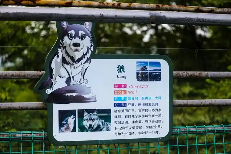 林肯冒险家# 合肥野生动物园一日游