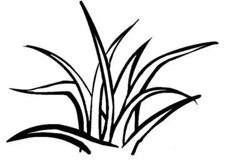 草简笔画 花简笔画