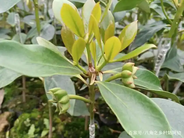 三年就可以挂果的八角品种,你知道吗?