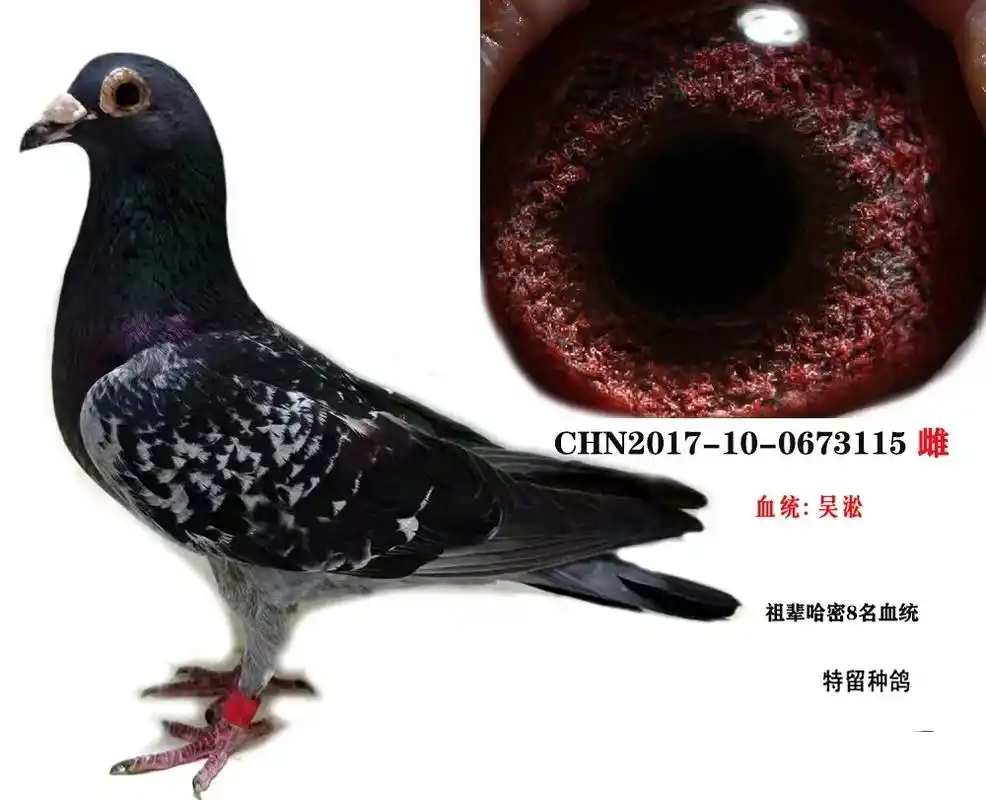 超远程老国血吴淞李鸟鸽子 - 抖音