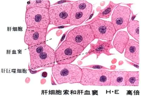 肝细胞导向渗透