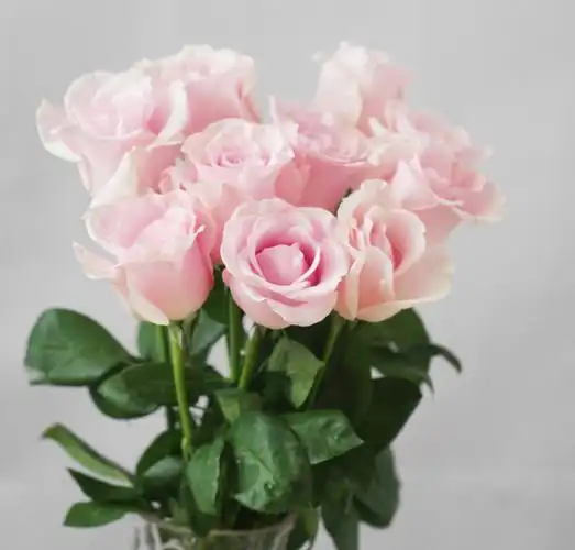 粉色玫瑰——粉佳人:浅粉色系,花型为高脚杯,花型漂亮,层次感强,细长