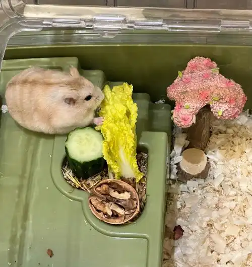 仓鼠把无公害蔬菜最嫩最新鲜的芯给你们吃