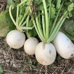现挖白萝卜安徽六安农家菜新鲜蔬菜圆白萝卜嫩小萝卜大头菜500g