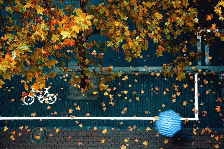 落叶季与梦想的墅居生活不期而遇