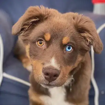 哈士奇和金毛相恋诞下的混血狗子这也太漂亮了吧