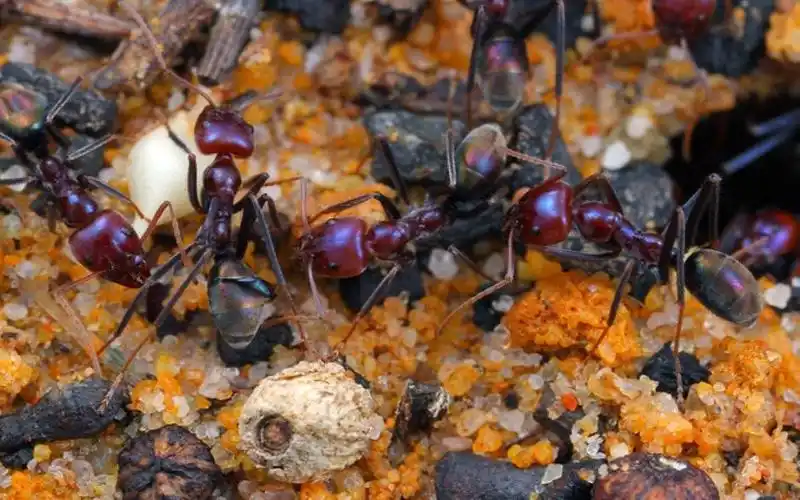 紫彩虹臭蚁 iridomyrmex purpureus